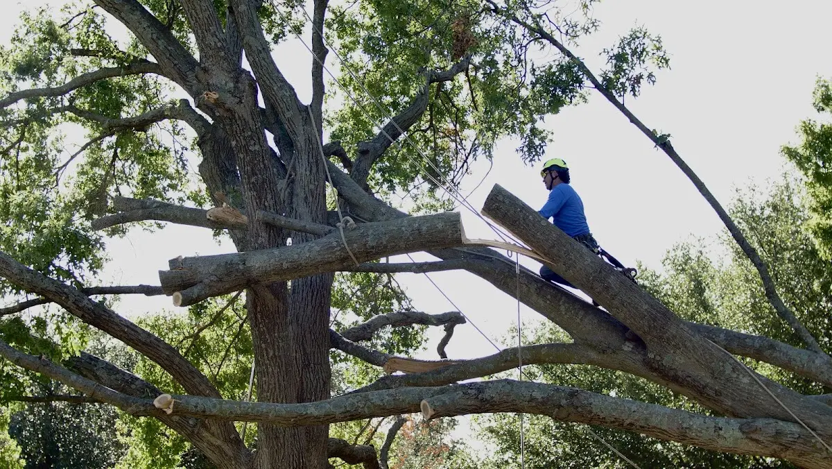 Professional Crown Thinning performed by certified arborists in Scooba